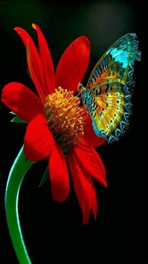 5D diamantové maľovanie kvet a motýľ