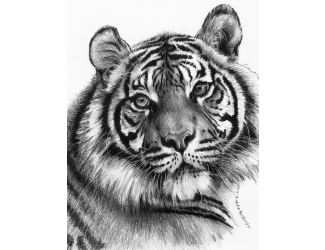 Maľovanie SKICOVACÍMI ceruzkou - Tiger