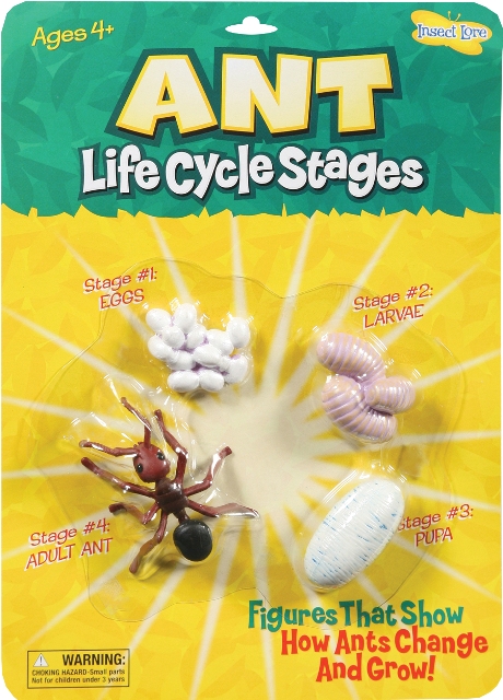 Insect Lore Životný cyklus - Mravec