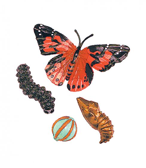 Insect Lore Životný cyklus - Motýľ