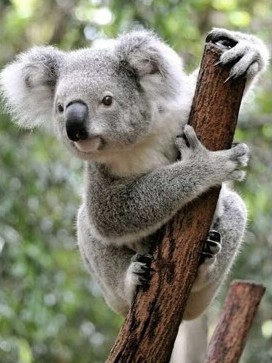 Diamantové maľovanie koala