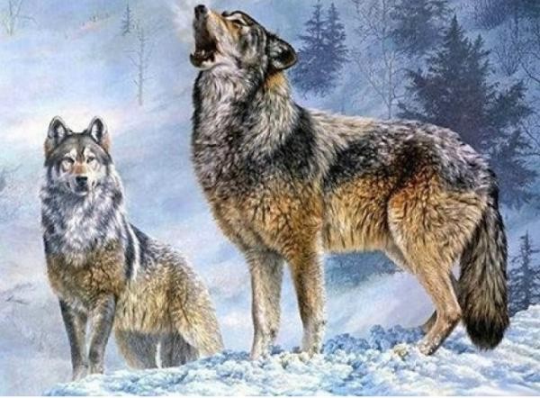 Diamantové maľovanie Vlk s vlčicou