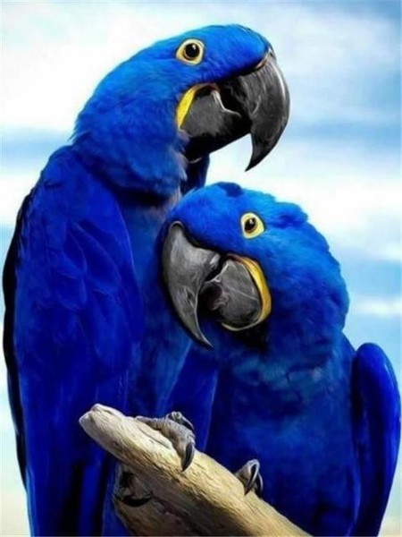 5D diamantové maľovanie Papagáj modrý